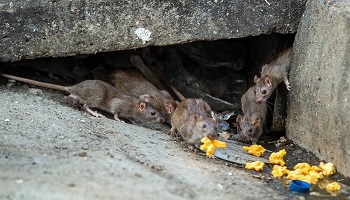 استفاده از مواد غیرسمی برای مبارزه با موش‌ها برای اولین بار / روزرانه حدود ۴۰ سگ زنده‌گیری می‌شود