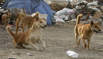 پلاک‌کوبی سگ‌های بدون صاحب در زنجان و احداث پناهگاه جدید برای آنها