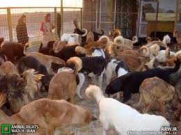  زنده گیری 685 سگ بلاصاحب در کرمان