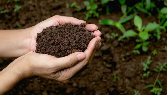 ورمی کمپوست؛ عامل اصلاح‌کننده خاک