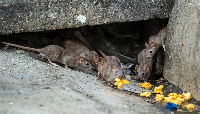 موش‌های تهران رفتارهای عجیبی از خودشان نشان می‌دهند/ مبارزه ما با آنها ادامه دارد