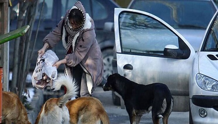 مدیرعامل سازمان مدیریت پسماند شهرداری تهران: هیچ تماسی از سوی شهروندان برای جمع‌آوری سگ‌های بلاصاحب بی‌پاسخ نمی‌ماند