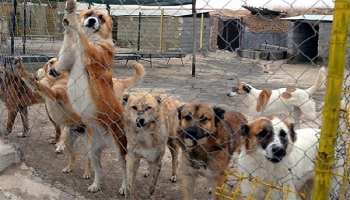زنده‌گیری بیش از 3300 سگ بلاصاحب در سنندج