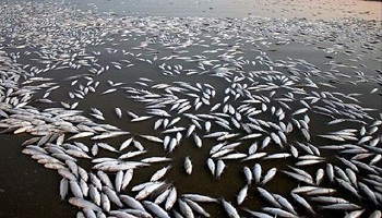 زباله نایلونی ماهیان شورابیل را کشت