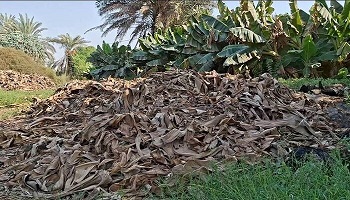 تبدیل تهدید به فرصت با بازیافت ضایعات موز در شهرستان زرآباد