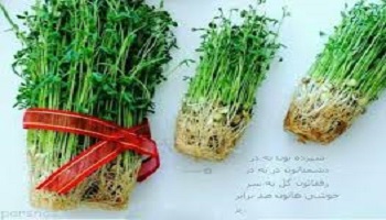 جانمایی ۳۲ نقطه در شهر اصفهان برای تحویل سبزه‌های نوروزی