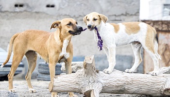 جمع‌آوری بیش از هزار قلاده سگ بلاصاحب در اراک